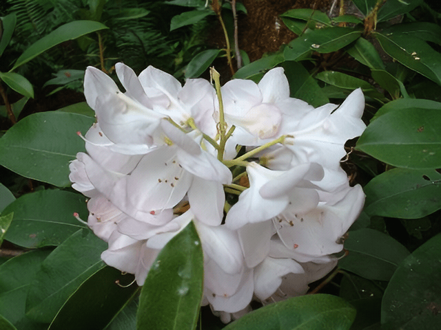 Beautiful plants. Image 3